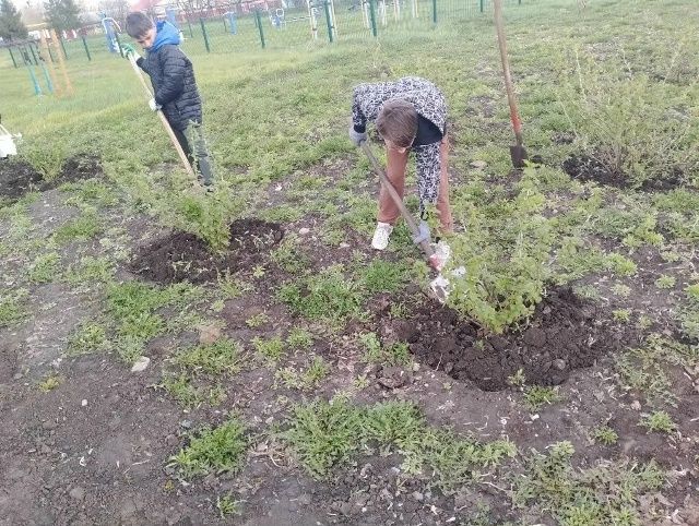 Чистый сад — здоровые растения