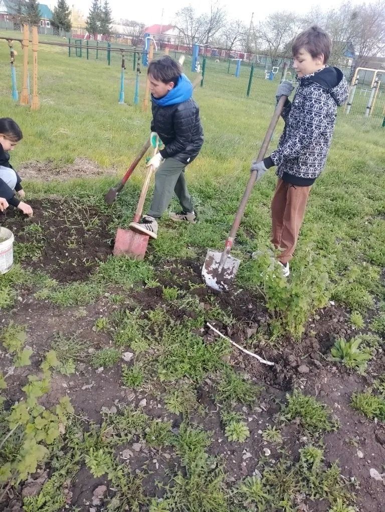 Чистый сад — здоровые растения