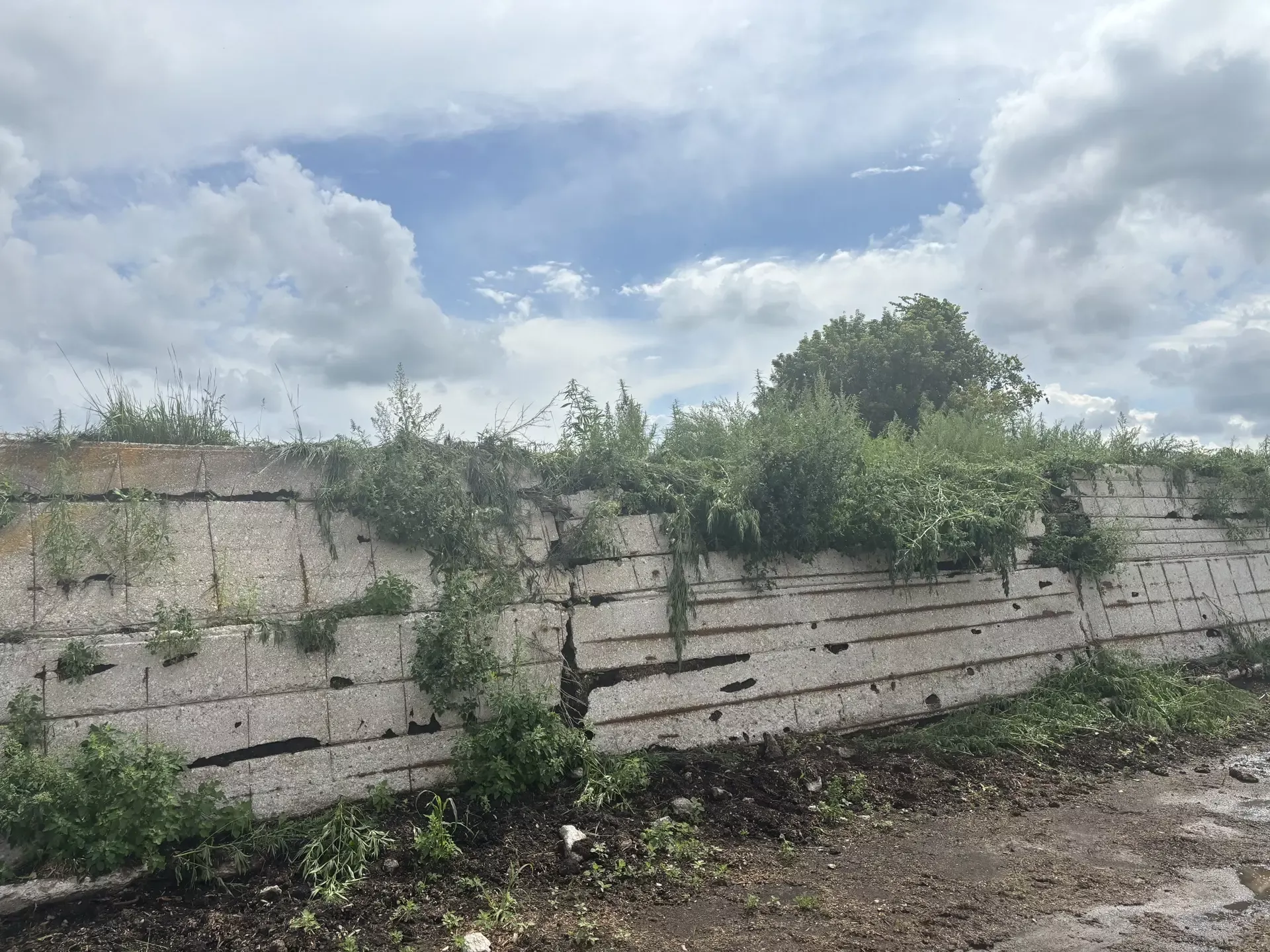В Ютазинском районе уничтожили очаги конопли, а главам поселений вынесли предостережения