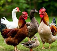 Важные советы по профилактике птичьего гриппа от ветеринаров