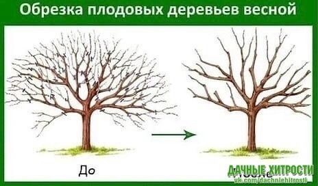 Обрезка плодовых деревьев весной