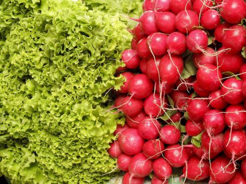 Как весной получить ранний урожай редиса и зелени?