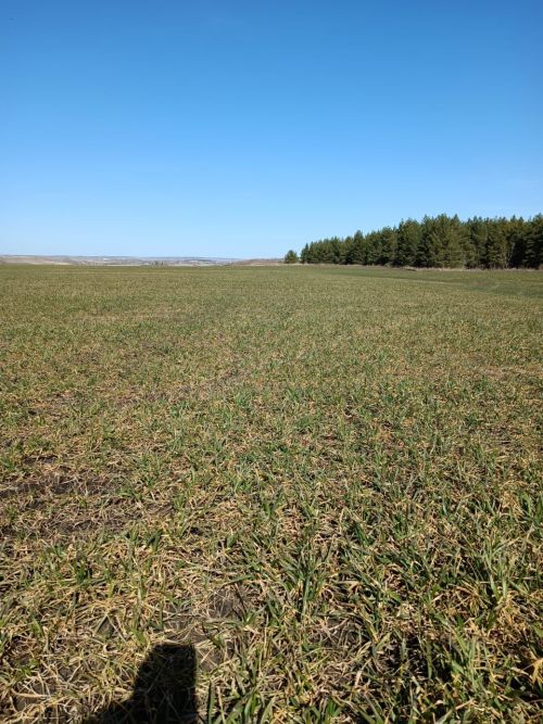 Земледельцы района скоро приступят к подкормке озимых культур