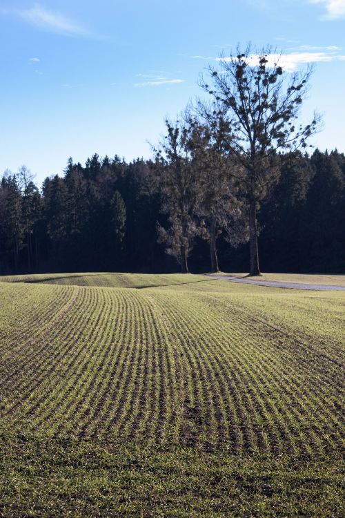 Россельхозцентр РТ: злаковые мухи на посевах и как с ними бороться?