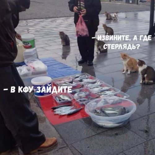 Ученые КФУ вырастили в пробирке мясо стерляди