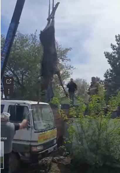 В Уруссу спасли лося
