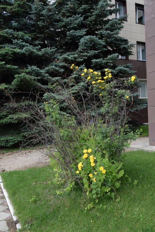 Шипы и розы...