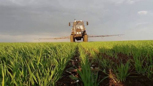 На посевах озимых культур в Татарстане обнаружены насекомые-вредители