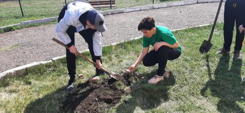 Ютазинские активисты школьного лесничества посадили деревца
