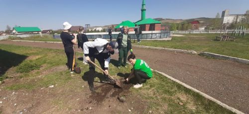 Ютазинские активисты школьного лесничества посадили деревца