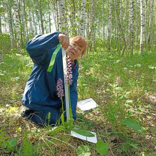 Ученые КФУ обнаружили новый вид орхидеи, который искали десятки лет
