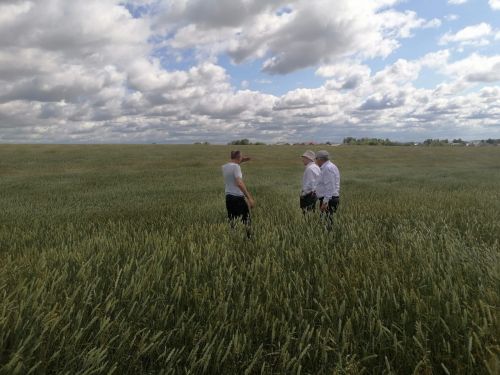Ютазинские аграрии активизируются на уборочной