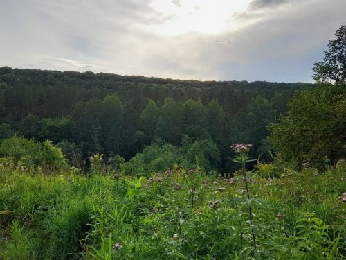 Удивительное нынче лето в Ютазинском районе