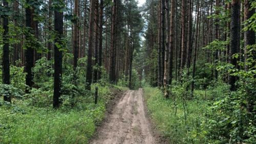 В РТ были  обновлены по нацпроекту 335 километров дорог противопожарного назначения