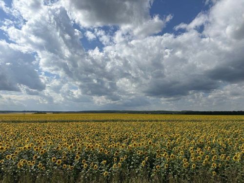 Стремление районного руководства — не позволить землям пустовать