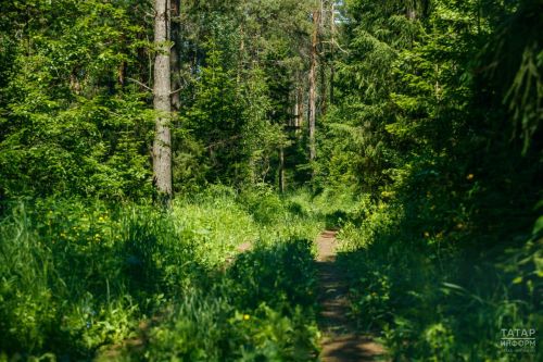 Леса Татарстана закрыты: жара и опасность пожаров