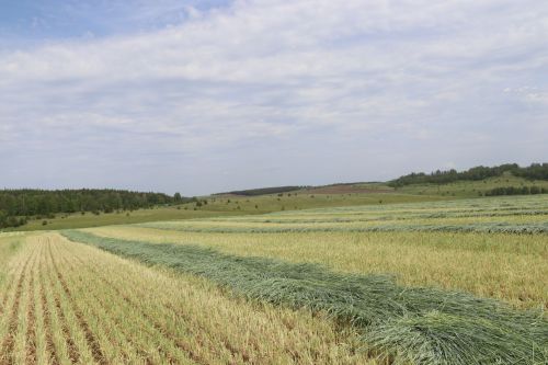 Кормозаготовительная кампания в разгаре