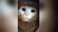Кот Федор автостопом добрался из Липецка в Москву