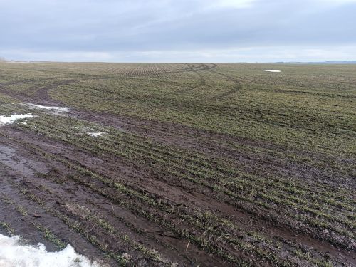 Два хозяйства района завершили подкормку озимых