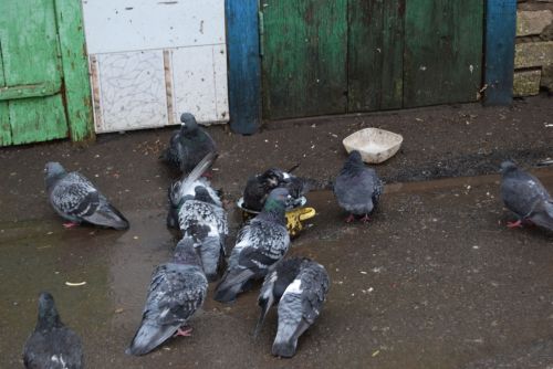 На ее участках всегда чистота и порядок