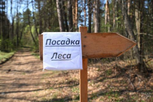 В Татарстане восстановили 1,7 тыс. гектаров лесов в рамках нацпроекта