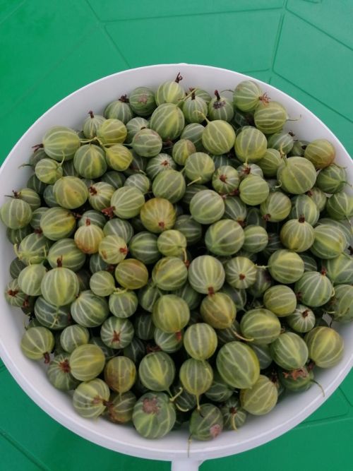 Ягоды Ютазинского района: вкусно, полезно, по-нашему