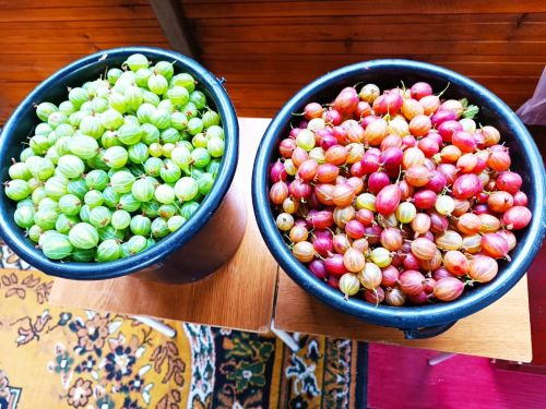 Ягоды Ютазинского района: вкусно, полезно, по-нашему