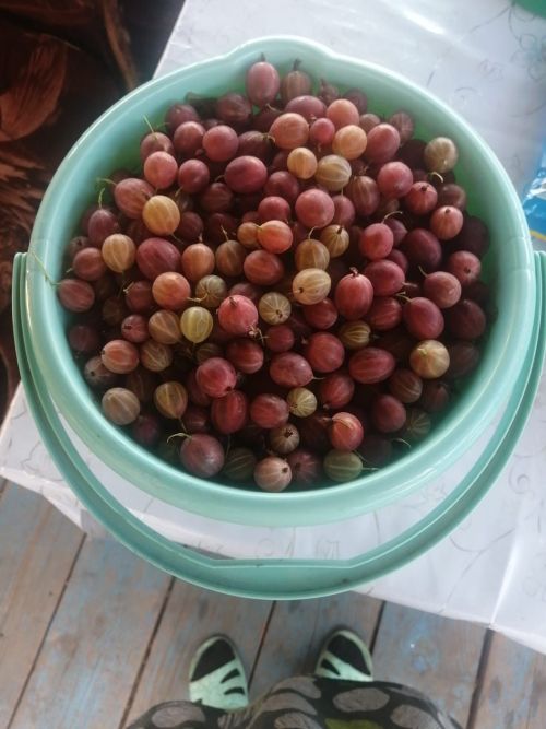 Ягоды Ютазинского района: вкусно, полезно, по-нашему