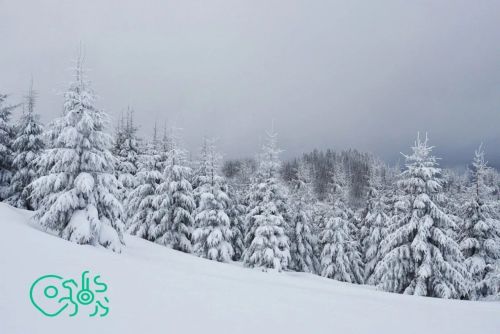В Единый государственный реестр недвижимости внесены границы 73 охотничьих хозяйств Татарстана