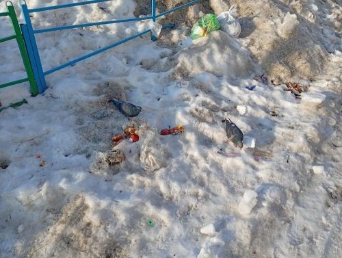 «Подснежники» нашего времени: весна в районе встречает как птиц, так и мусор