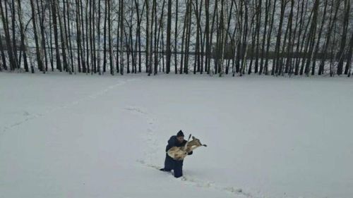 Очередная пленница сугроба: косулю спасли в Татарстане