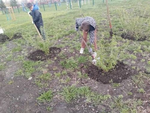 Чистый сад — здоровые растения
