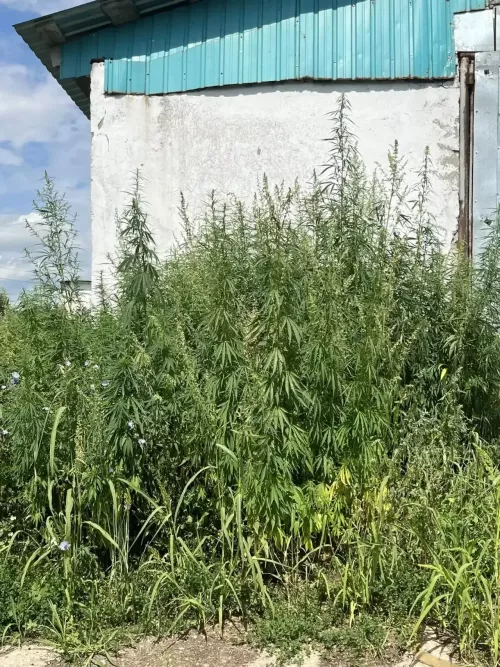 В Ютазинском районе уничтожили очаги конопли, а главам поселений вынесли предостережения