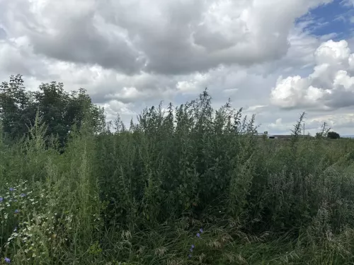 В Ютазинском районе уничтожили очаги конопли, а главам поселений вынесли предостережения