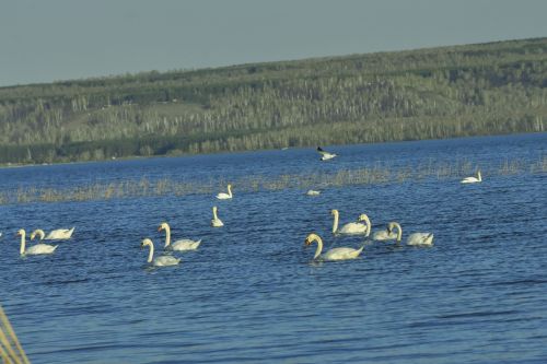 В тишине рождается мудрость