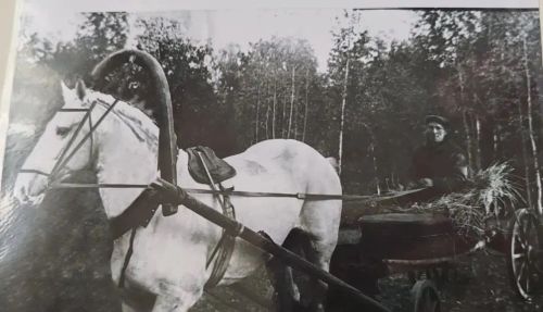 В Еновке яблоки пахнут победой