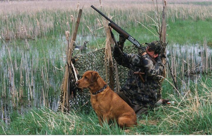 Весенний сезон охоты в Татарстане начнется 28 апреля