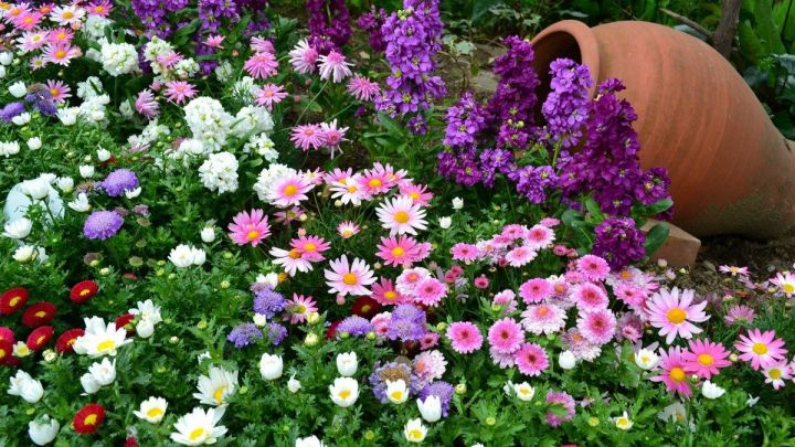 Какие яркие цветы можно посеять семенами в мае сразу на клумбу?