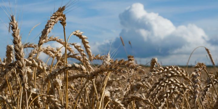В Татарстане сельскохозяйственные потребительские кооперативы выиграли гранты на 154 млн рублей