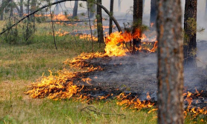 В ряде районов Татарстана 16 июня ожидается высокая пожарная опасность лесов