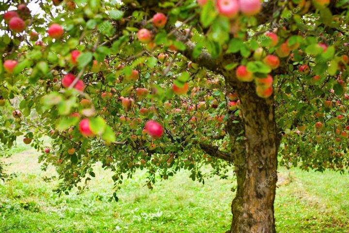 Обработка плодовых культур в июне. 7 дел, которые важно успеть