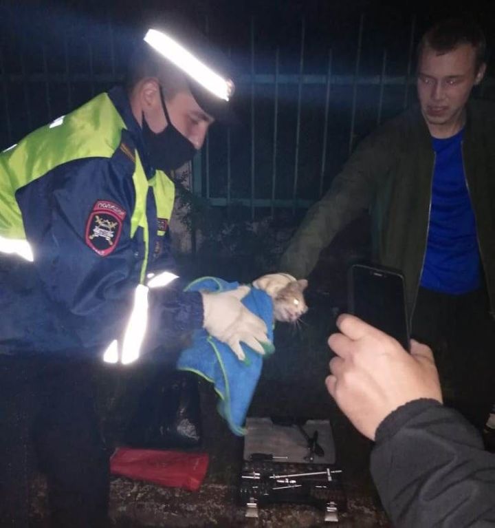 Сотрудники ГИБДД спасли котенка, застрявшего в моторном отсеке автомобиля