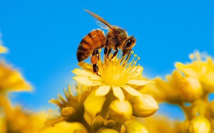 В Татарстане из-за риска массового мора пчел ограничили использование пестицидов на полях