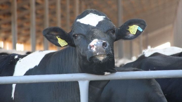 Молочное животноводство РТ: Эффект от внедрения цифровых технологий на сельхозпредприятиях оказался весьма ощутимым