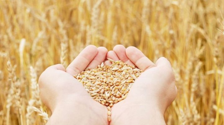 Аграрии Татарстана собрали 2 миллион тонн зерна нового урожая
