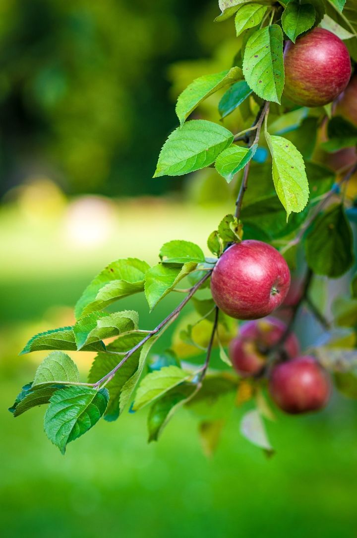 Яблочный Спас в 2020 году отмечается 19 августа