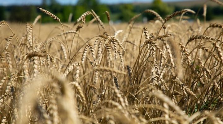 Аграрии РТ собрали 3 миллион тонн зерна нового урожая