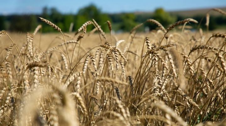 В РТ собран 4 миллион тонн зерна&nbsp;урожая этого года