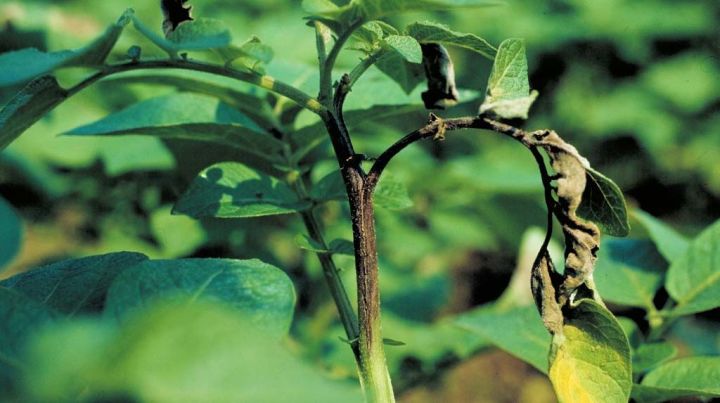 Рекомендации Россельхозцентра : как защитить урожай картофеля от опасного патогена