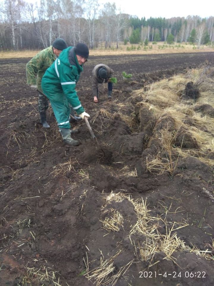 Перед майскими праздниками поселения района постарались навести порядок на территории кладбищ